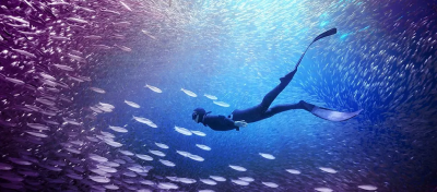 Adobe Premiere Elements 2026, E-licens, 3 år